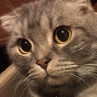 Tetsugiのプロフィール画像